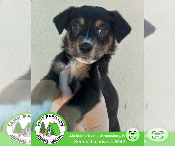 Medium Photo #1 Australian Mountain Dog Puppy For Sale in Stroudsburg, PA, USA