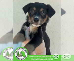 Australian Mountain Dog Dogs for adoption in Stroudsburg, PA, USA