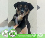 Doc - Male Australian Mountain Dog Dog for Adoption - Small photo