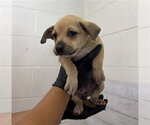 Small Mutt