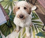 Small Photo #1 Goldendoodle Puppy For Sale in NORTH CHARLESTON, SC, USA