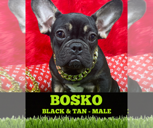 French Bulldog Puppy for sale in HEATHROW, FL, USA