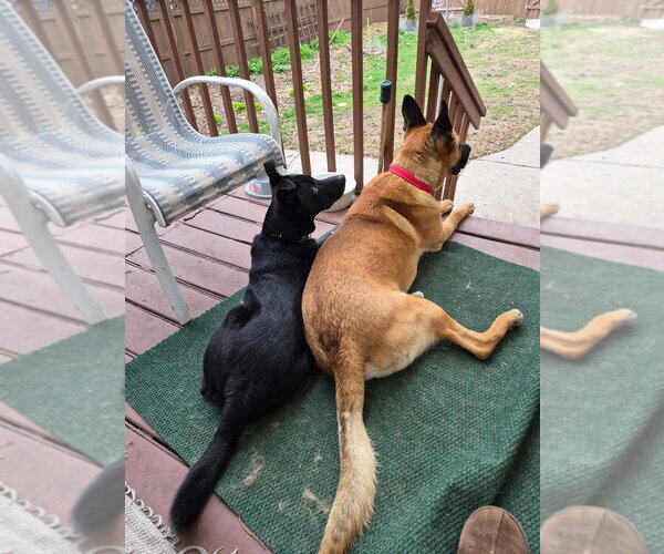 Medium Photo #12 German Shepherd Dog Puppy For Sale in Minneapolis, MN, USA