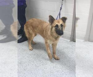 German Shepherd Dog-Unknown Mix Dogs for adoption in Conroe, TX, USA