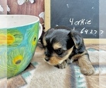 Small #6 Yorkshire Terrier