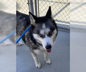 Siberian Husky Dogs for adoption in Salinas, CA, USA