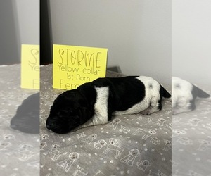 German Shorthaired Pointer Puppy for sale in KEARNEYSVILLE, WV, USA