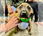 Small #3 Mountain Cur Mix