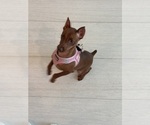 Jesse - Female Miniature Pinscher Puppy for Sale - Photo #2