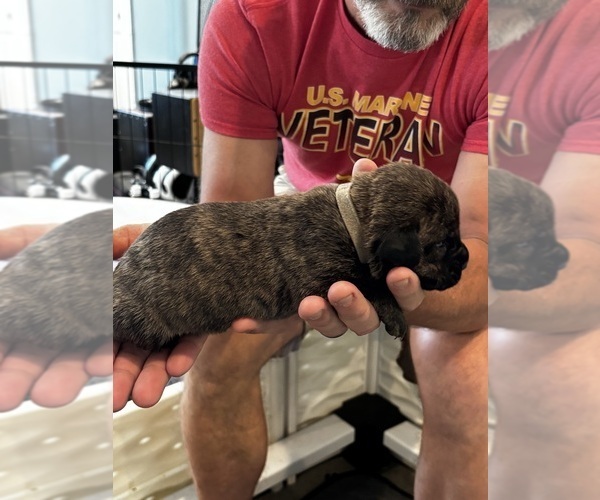 Medium Photo #5 Cane Corso Puppy For Sale in REEVESVILLE, SC, USA