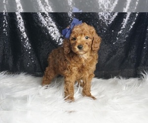 Medium Poodle (Toy)