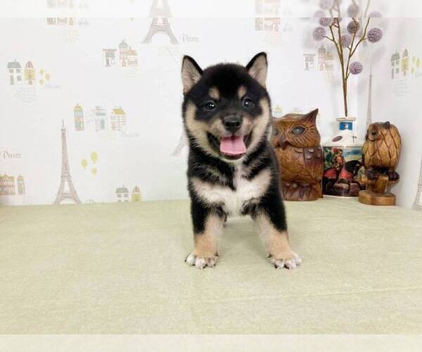 Medium Photo #2 Shiba Inu Puppy For Sale in CHICAGO, IL, USA