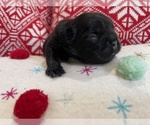 Small Photo #12 French Bulldog Puppy For Sale in MYRTLE BEACH, SC, USA