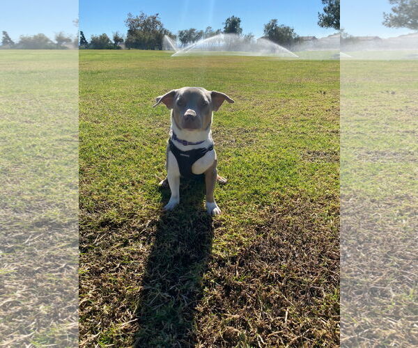 Medium Photo #4 Dachshund-Unknown Mix Puppy For Sale in La Verne, CA, USA