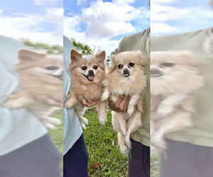 Pomeranian Dogs for adoption in Weston, FL, USA