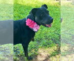 Small #2 American Pit Bull Terrier Mix