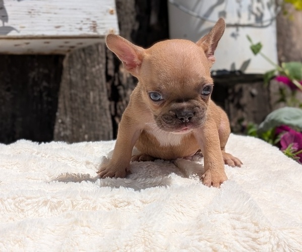 Medium Photo #12 French Bulldog Puppy For Sale in GOSHEN, IN, USA