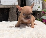 Small Photo #54 French Bulldog Puppy For Sale in GOSHEN, IN, USA