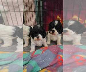 Cocker Spaniel Puppy for sale in POCONO SUMMIT, PA, USA