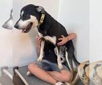 Small #1 Border Collie-Pug Mix
