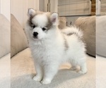 Puppy Smores Pomsky