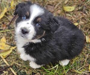 Australian Shepherd Puppy for sale in WESTPORT, IN, USA