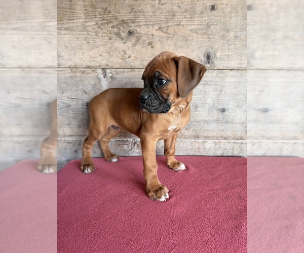 Medium Photo #29 Boxer Puppy For Sale in VERMONTVILLE, MI, USA