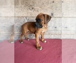 Litter of 9 - Male(s) and Female(s) BoxerLitter of Puppies for Sale - Photo #29
