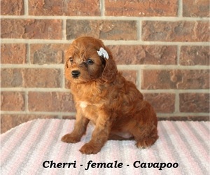 Cavapoo Puppy for sale in CLARKRANGE, TN, USA