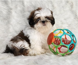Shih Tzu Puppy for sale in DECATUR, GA, USA