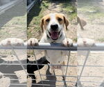 Small #7 American Foxhound Mix