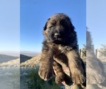Puppy 1 German Shepherd Dog
