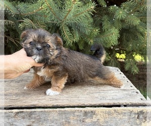 Shorkie Tzu Puppy for sale in MIDDLEBURY, IN, USA