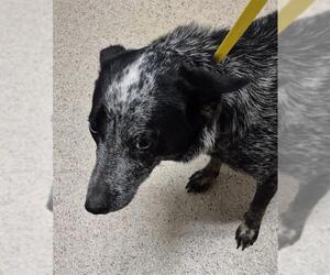 Texas Heeler Dogs for adoption in Bakersfield, CA, USA