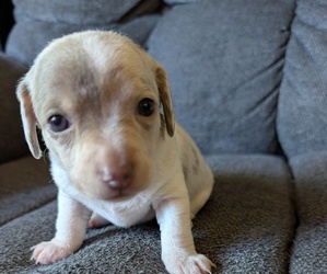 Medium Chiweenie