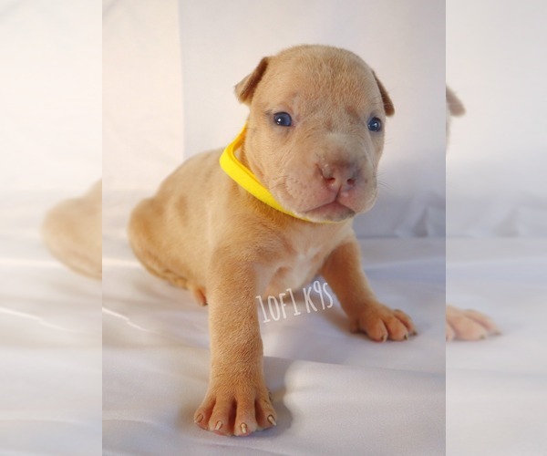 Medium Photo #27 American Bully Puppy For Sale in PALMDALE, CA, USA