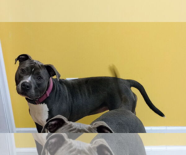 Medium Photo #4 Mutt Puppy For Sale in York, SC, USA