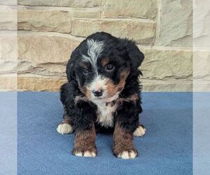 Bernedoodle Puppy for sale in FREDONIA, PA, USA