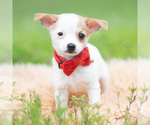 Small #3 Chihuahua