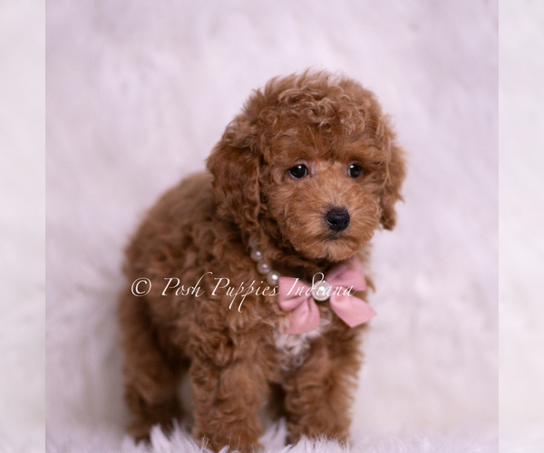 Medium Photo #4 Maltipoo (Miniature) Puppy For Sale in WARSAW, IN, USA