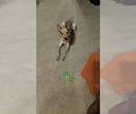 Small #1 Mutt