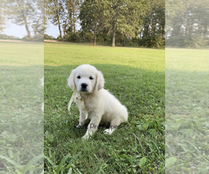 English Cream Golden Retriever Puppy for sale in WEST PLAINS, MO, USA