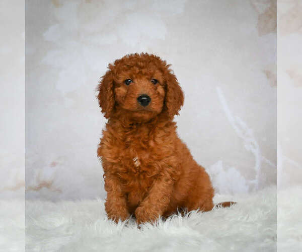 Full screen Photo #2 Goldendoodle (Miniature) Puppy For Sale in ITASCA, TX, USA