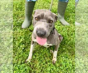 Mutt Dogs for adoption in Abbeville, LA, USA