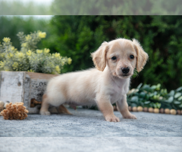 Medium Photo #2 Dachshund Puppy For Sale in GOSHEN, IN, USA