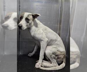 American Staffordshire Terrier-Unknown Mix Dogs for adoption in San Antonio, TX, USA