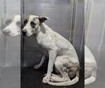 Small American Staffordshire Terrier Mix