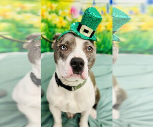 Mutt Dogs for adoption in Manahawkin, NJ, USA