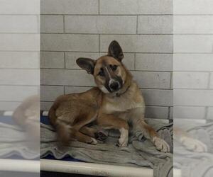 Gerberian Shepsky Dogs for adoption in Stockton, CA, USA