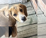 Puppy Little girl Beagle